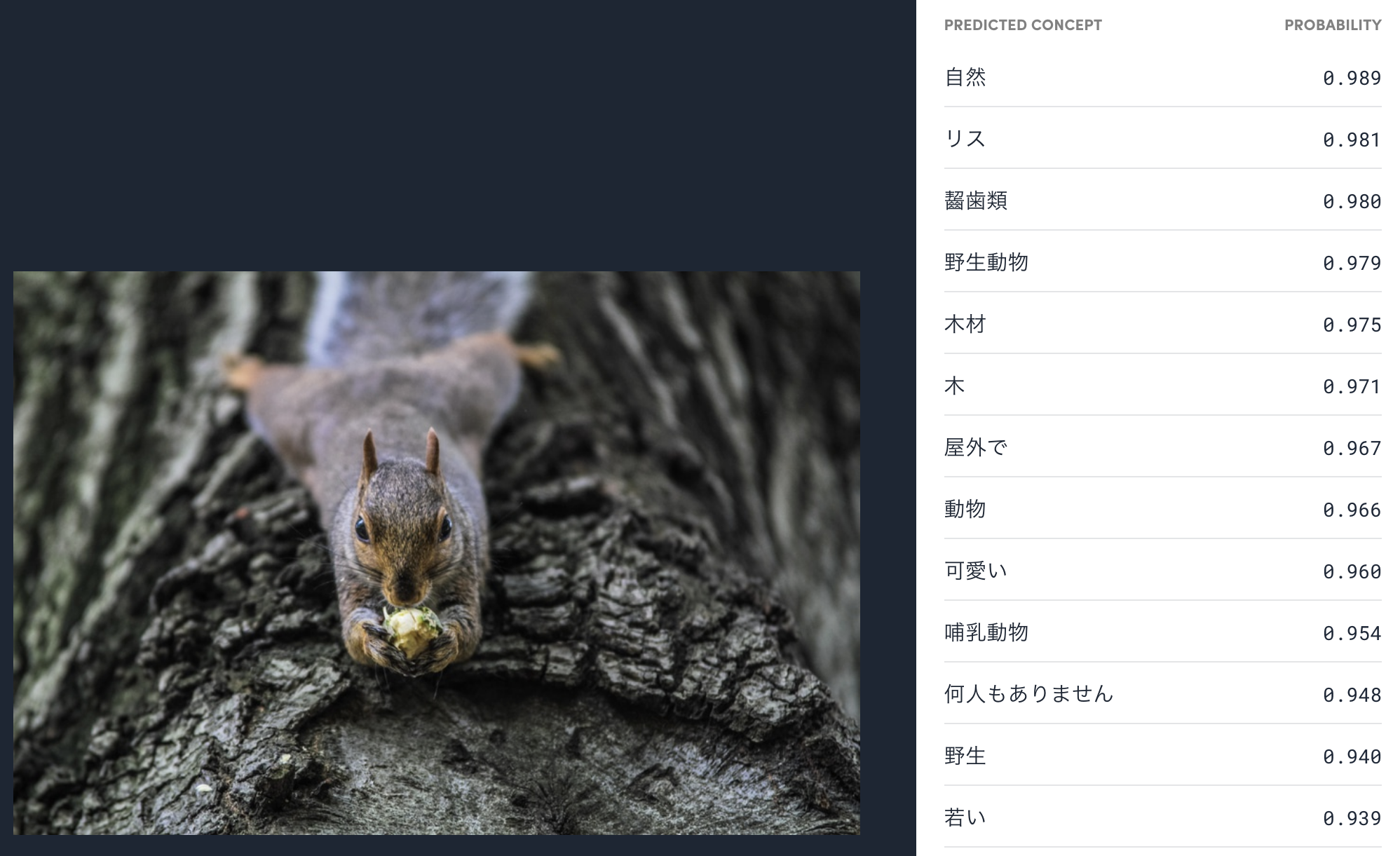 リスの画像にタグ付けしている画像