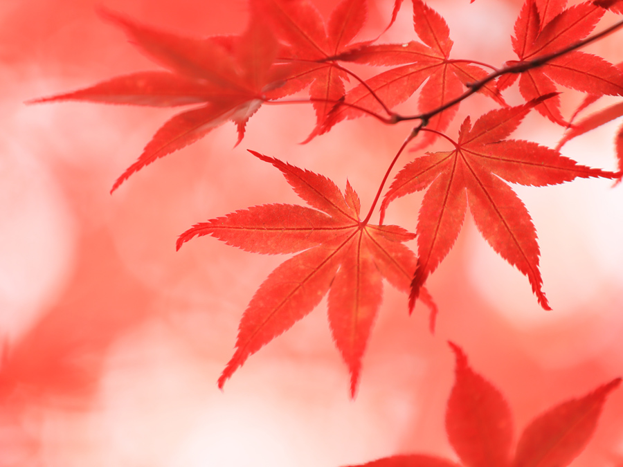 紅葉