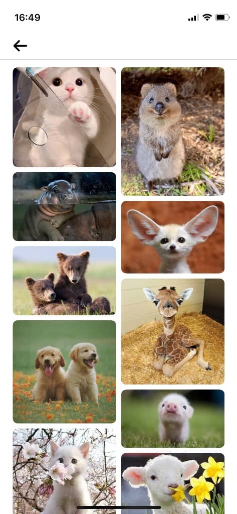 Baby Animals