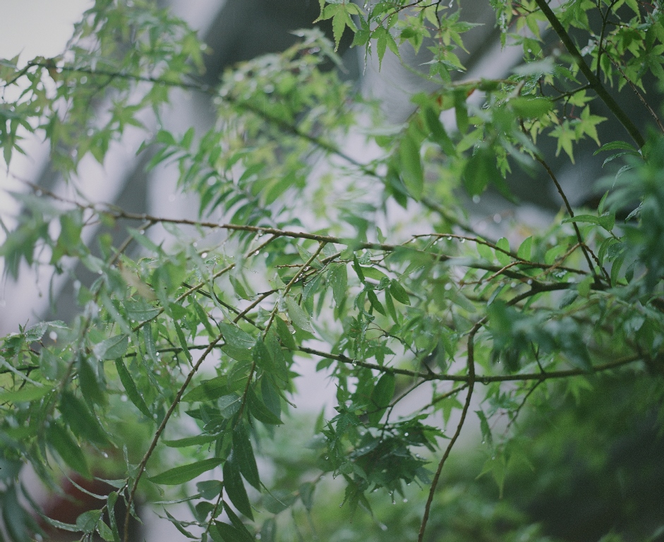 雨露に濡れる木々